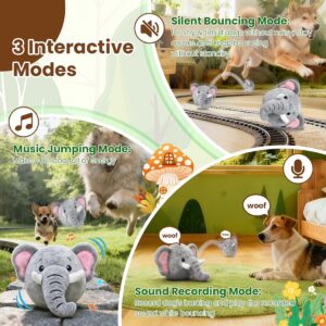Interactive Dog Toys
